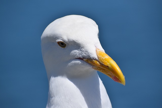 bingo del sol