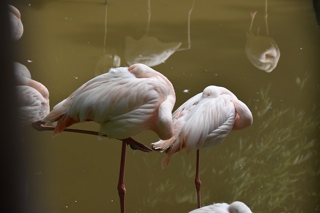 bicho sao paulo、bicho do são paulo