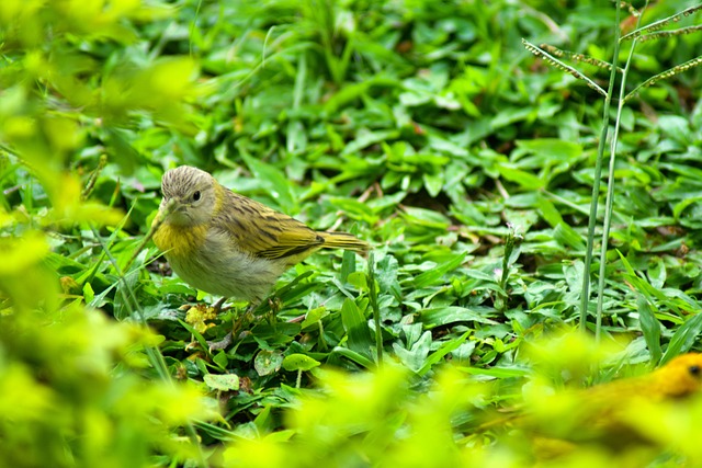 Foto do arquivo: fornecida por 【ace casino】