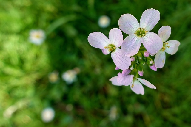 palpite estrela bet