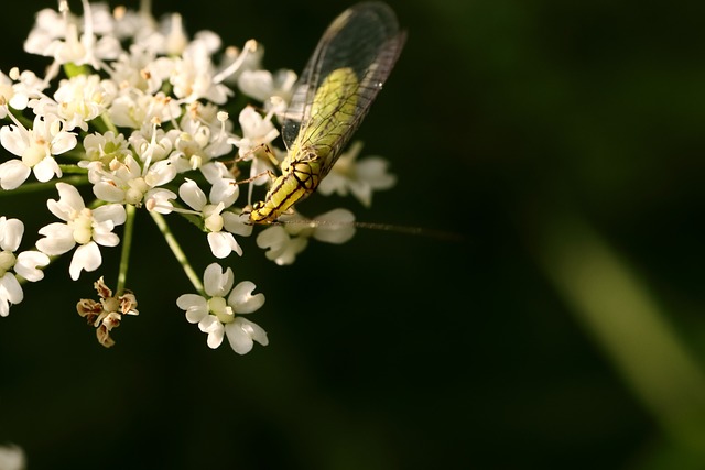 bicho da madeira morde as pessoas、percevejo 