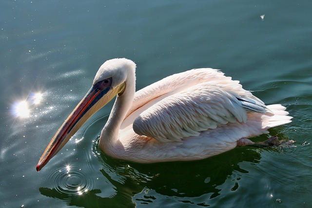 flamingo las vegas