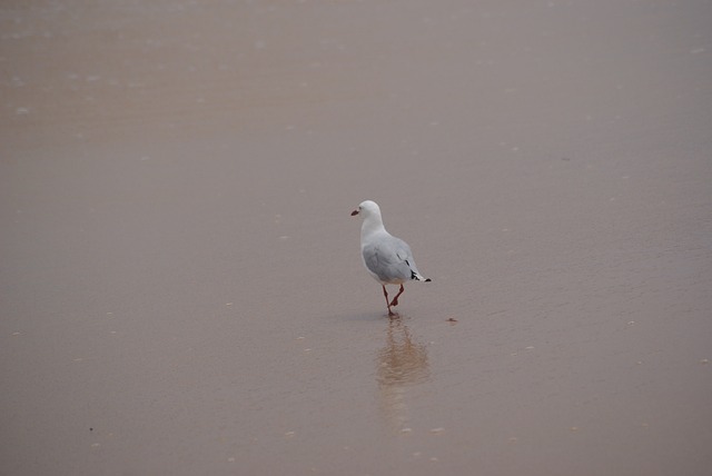 praia do cassino extensão