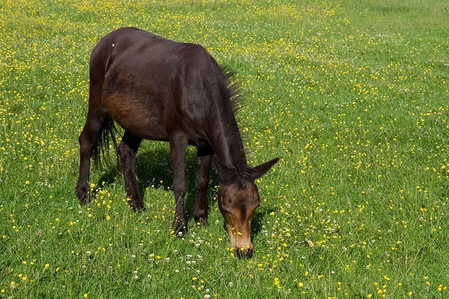 Foto do arquivo: fornecida por 【Palpites do bicho para hoje】