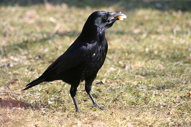 resultado do bicho da paraiba、resultado do bicho da paraíba