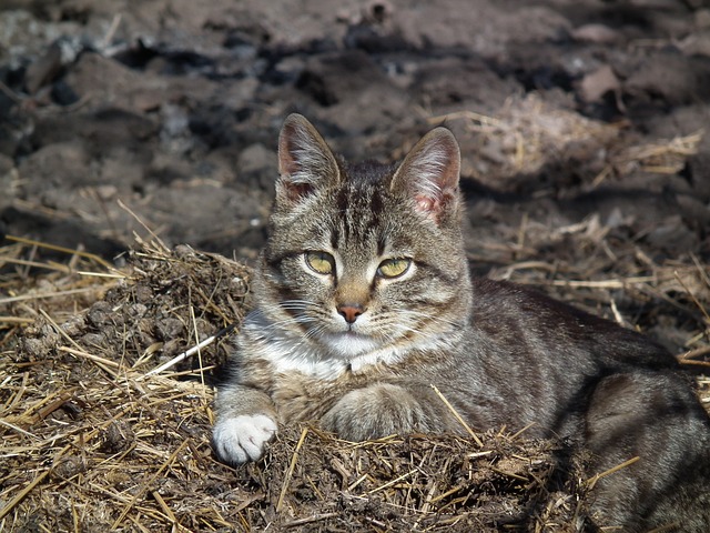 simulador tigrinho