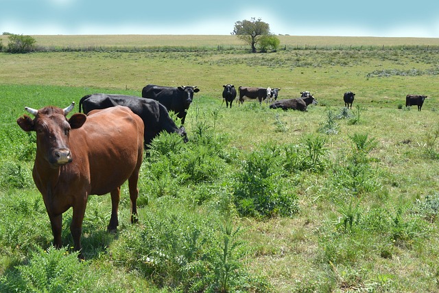 Foto do arquivo: fornecida por 【hoteis e pousadas no cassino rio grande do sul】