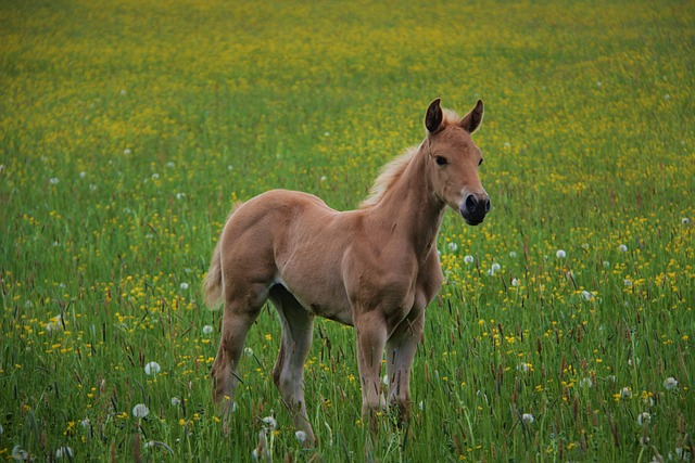 palpite bicho kaledri