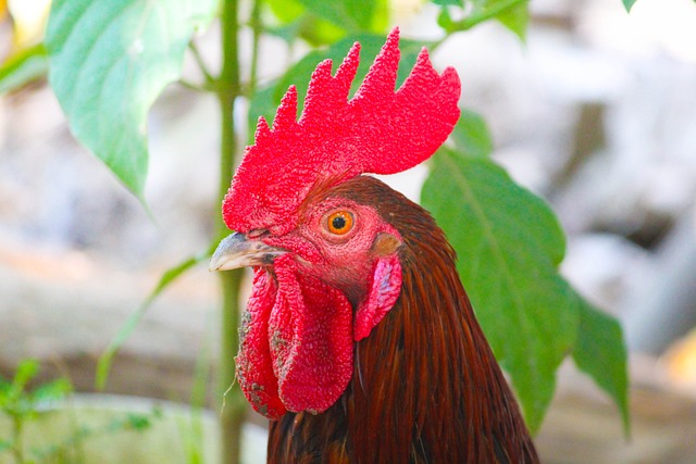 Foto do arquivo: fornecida por 【como se dice albahaca en portugues】