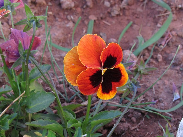 Foto do arquivo: fornecida por 【Resultado da Lotofácil recente】