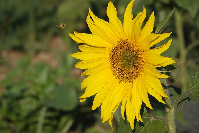 flor da fortuna