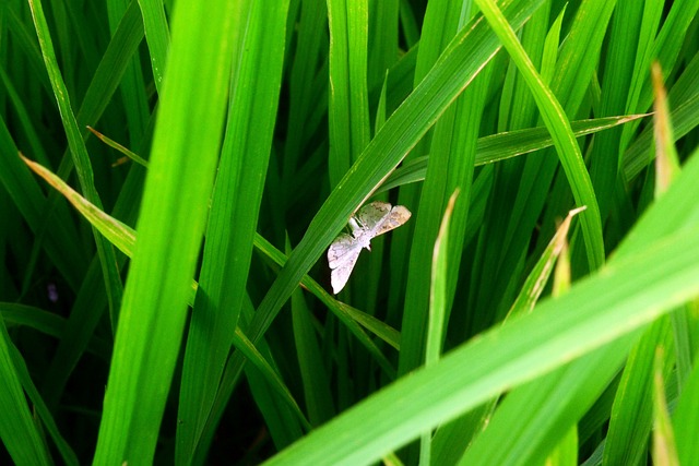 Foto do arquivo: fornecida por 【ruivinha】