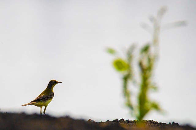 Foto do arquivo: fornecida por 【folha da fortuna】