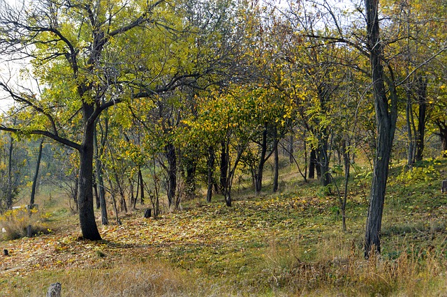 Foto do arquivo: fornecida por 【lucky tree slot】