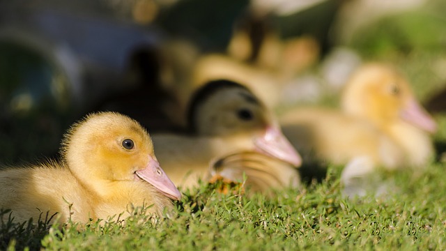 Foto do arquivo: fornecida por 【cmo777】