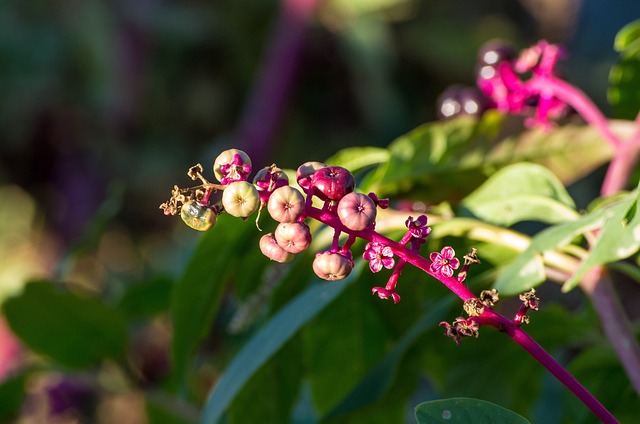 açai da terra cassino