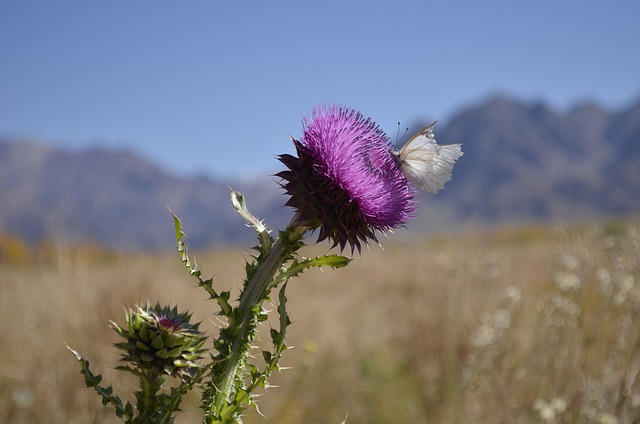 a planta da fortuna