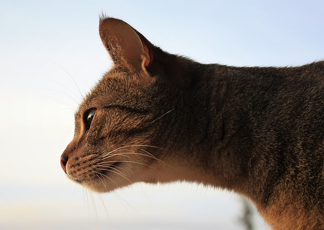 Foto do arquivo: fornecida por 【melhor horário para jogar fortune tiger】