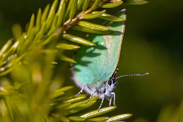 emerald green and gold party decorations