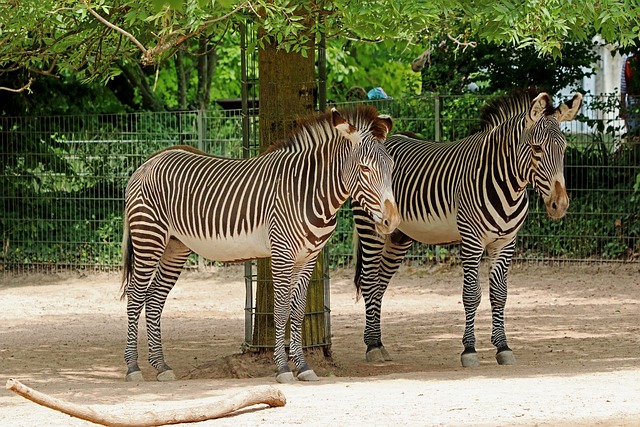 Animais sorteados do bicho paulista