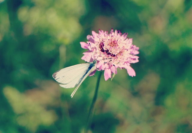 perfume bacara