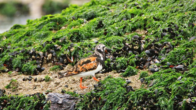 patos selvagens do tesouro