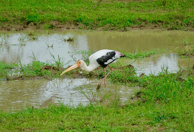 Deu no bicho SP agora