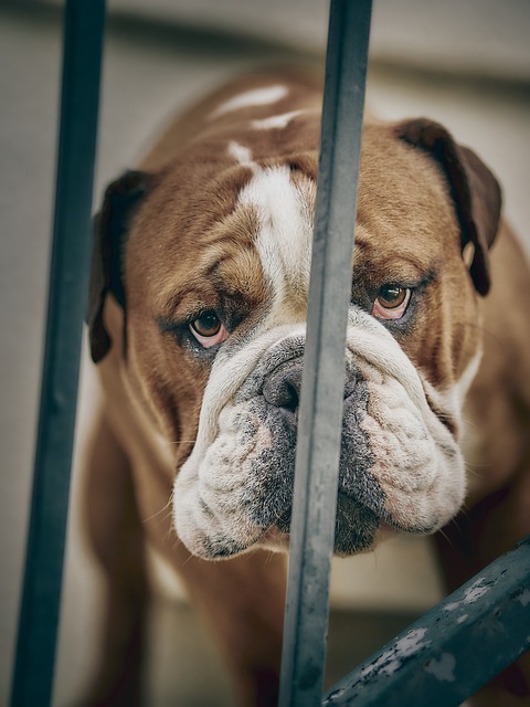 Números de animais de São Paulo