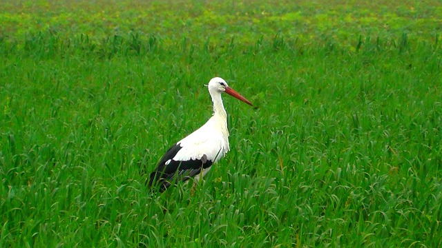 Foto do arquivo: fornecida por 【kto app】