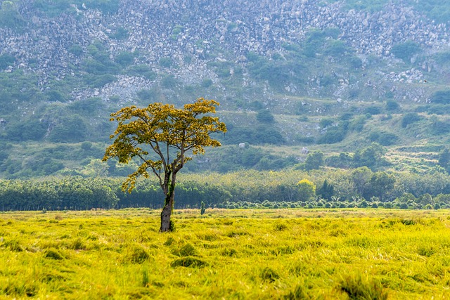 sonhar com casa velha no jogo do bicho—— dá o quê