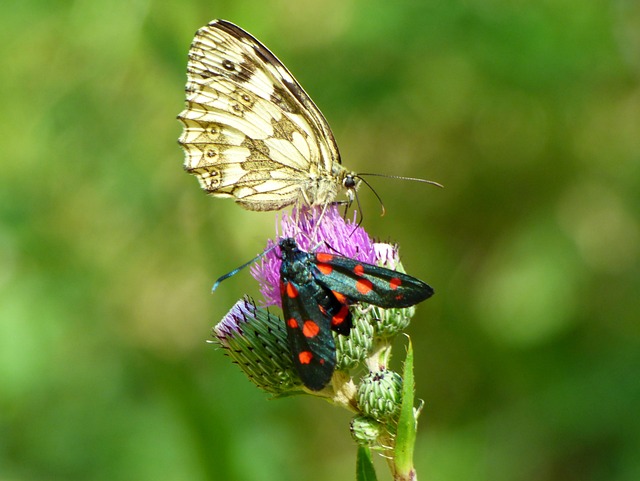 maquinas ca莽a niqueis