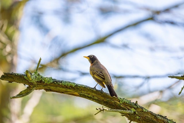 Foto do arquivo: fornecida por 【ado lotofácil】