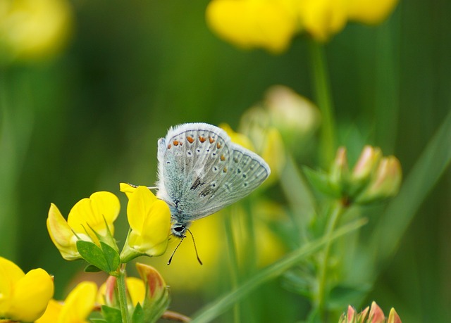 Foto do arquivo: fornecida por 【druid dice】