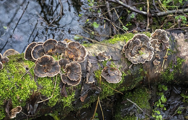 cassino com bônus grátis no cadastro sem depósito