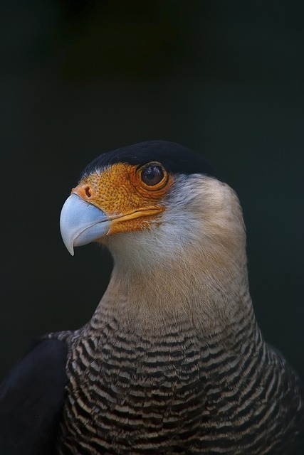 escotilha de dragão livre