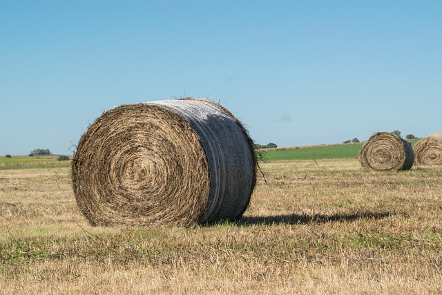 Foto do arquivo: fornecida por 【resultado do bicho de】