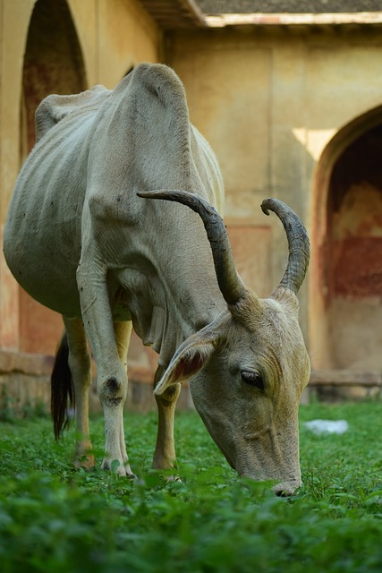 filhote bicho preguiça|filhote de bicho preguiça na mae