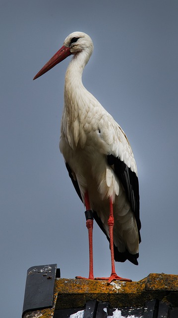 cotia bichoparque bichos cotia