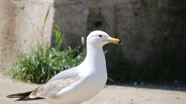 Foto do arquivo: fornecida por 【jogar para】