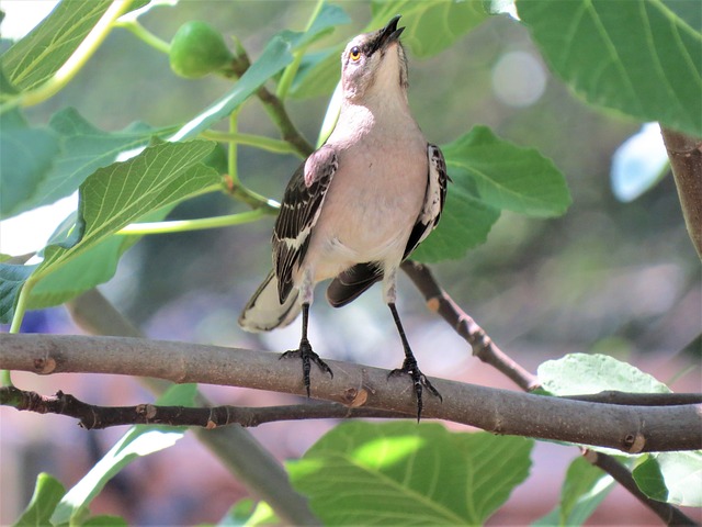 hambericho