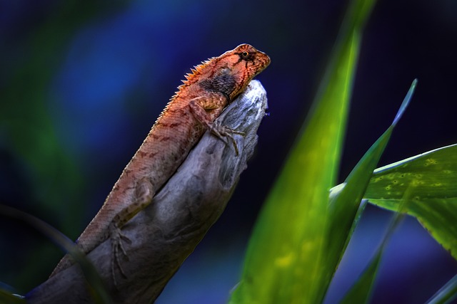 Foto do arquivo: fornecida por 【plataforma nova lançada hoje tigre】