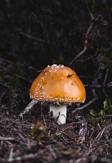 Foto do arquivo: fornecida por 【50 rodadas grátis sem depósito】