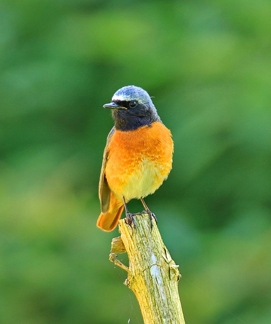 nome cientifico bicho de pé