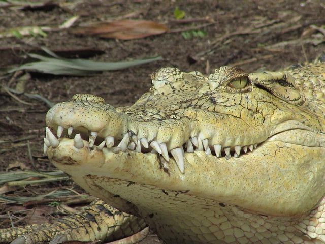 banda bicho de pé