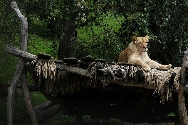 Animais sorteados em SP