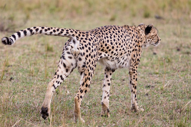 qual é a puxada do veado no jogo do bicho