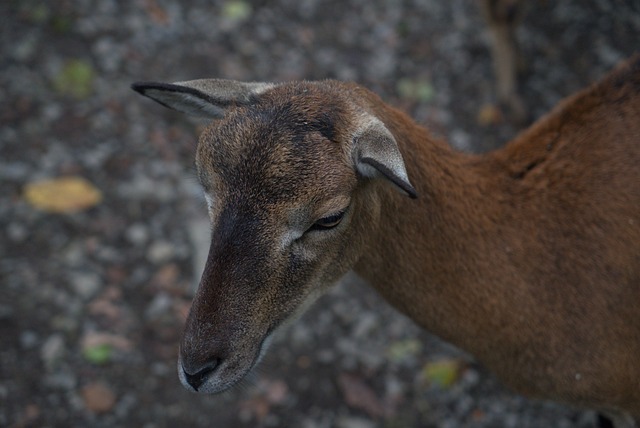 Foto do arquivo: fornecida por 【Sugestões para o sorteio do bicho nacional】