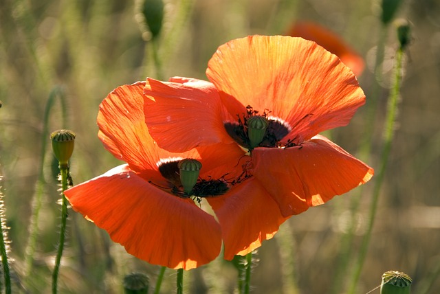 Foto do arquivo: fornecida por 【cassino betboo】