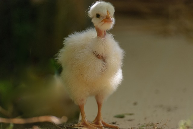 qual o bicho mais atrasado na cabeça