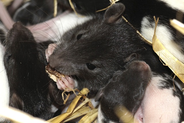 Palpites de hoje para o bicho nacional